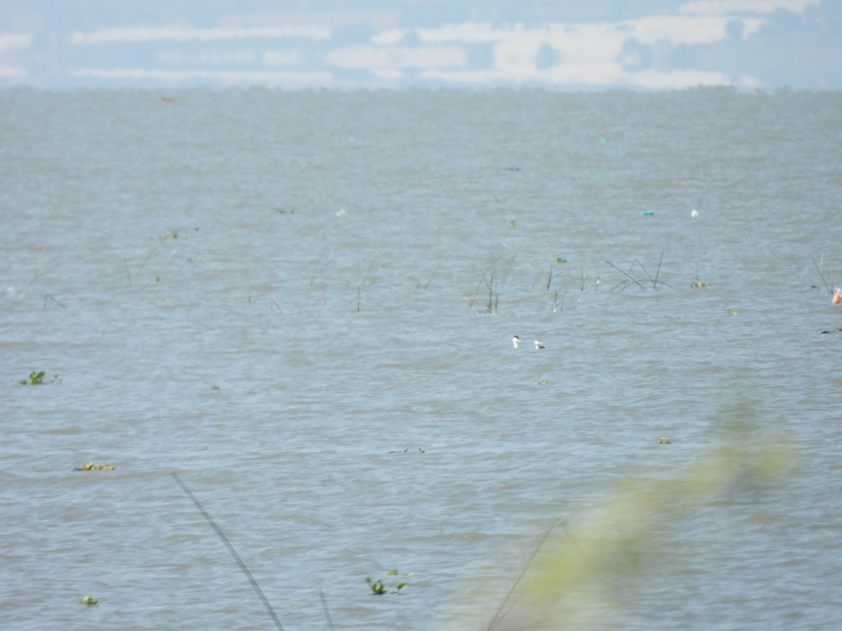 Clark's Grebe - ML647035839