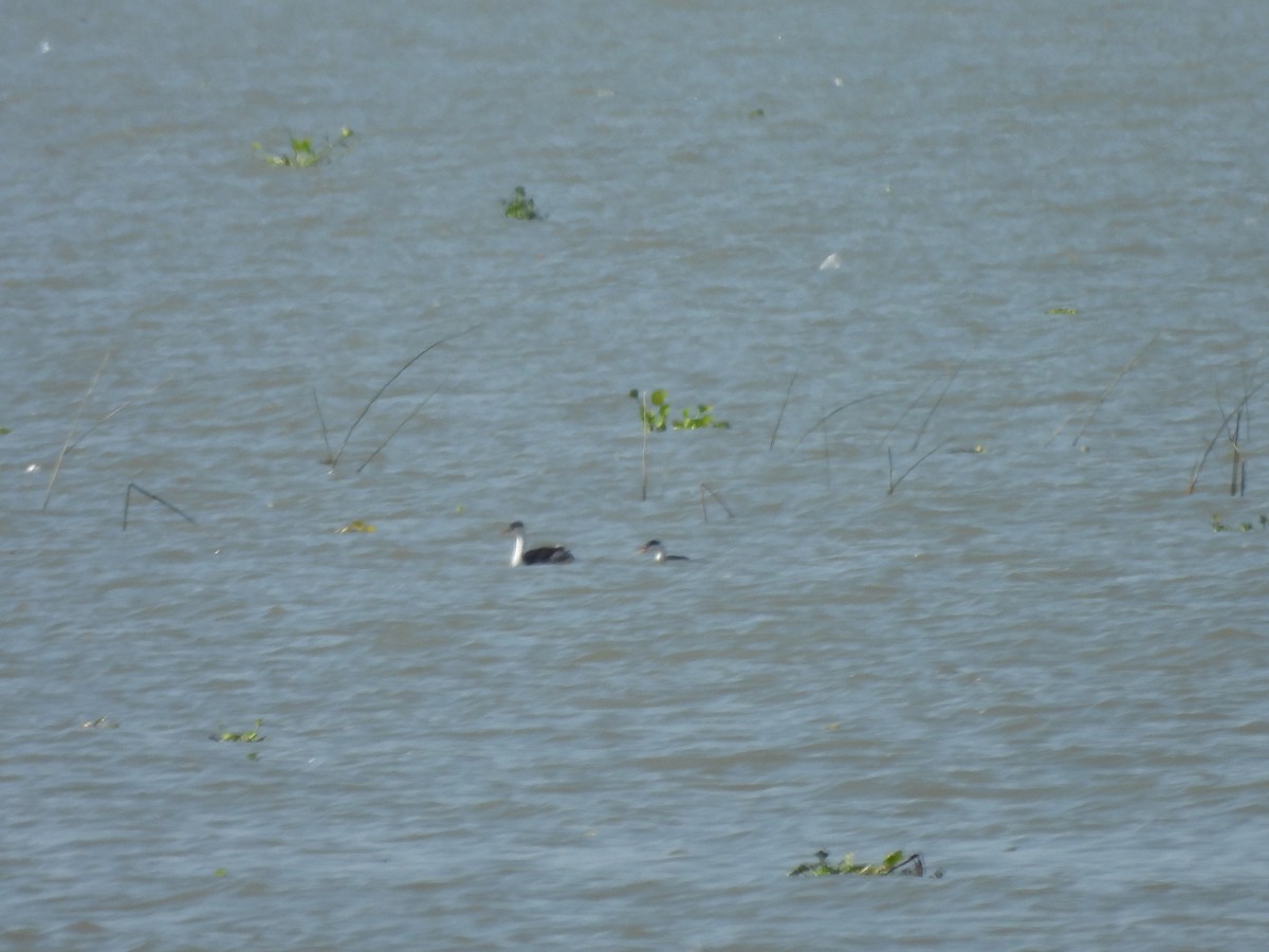 Clark's Grebe - ML647035840