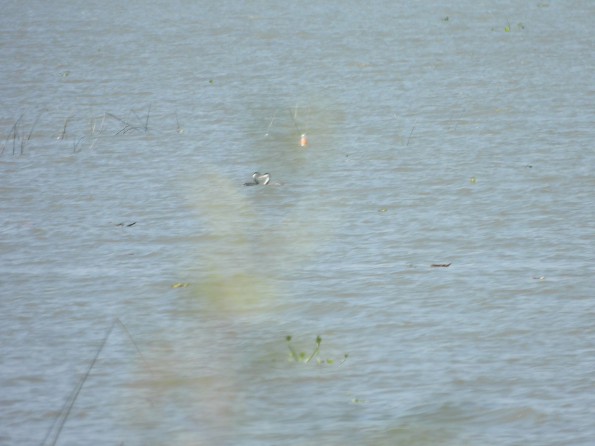 Clark's Grebe - ML647035841