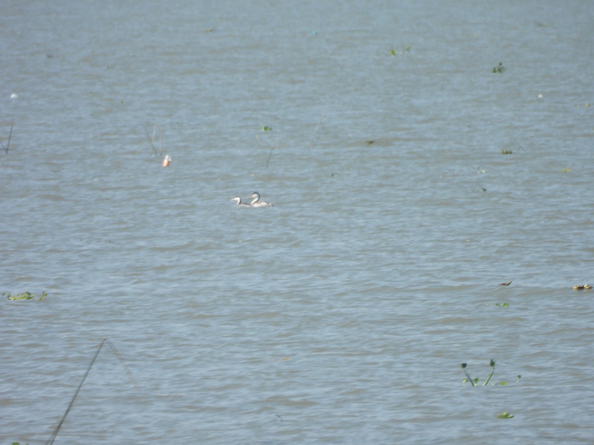 Clark's Grebe - ML647035842