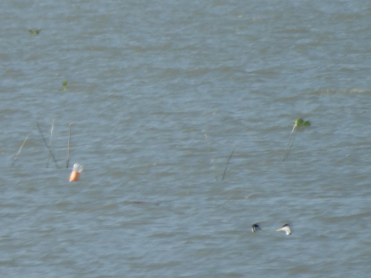 Clark's Grebe - ML647035843