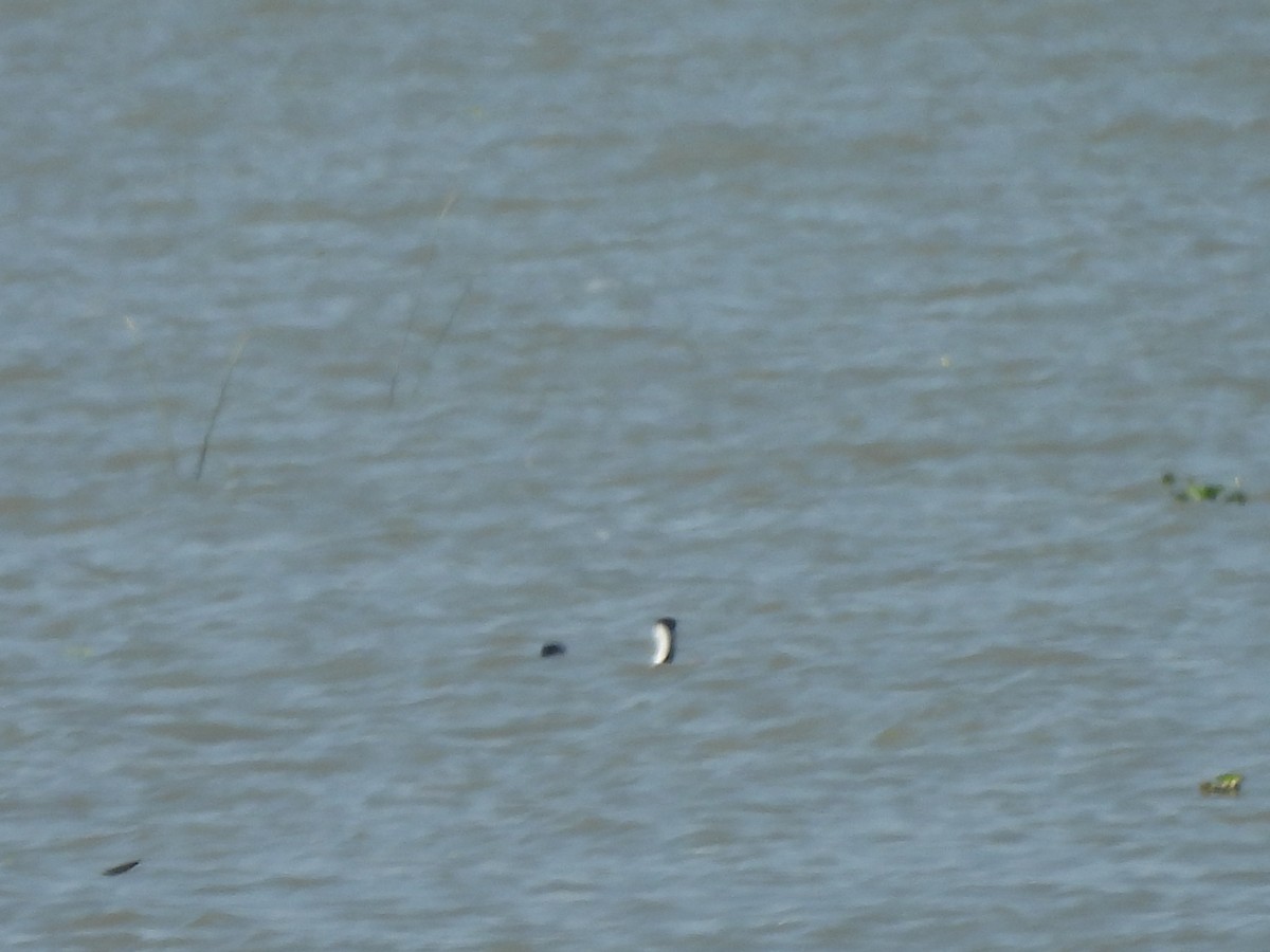 Clark's Grebe - ML647035844