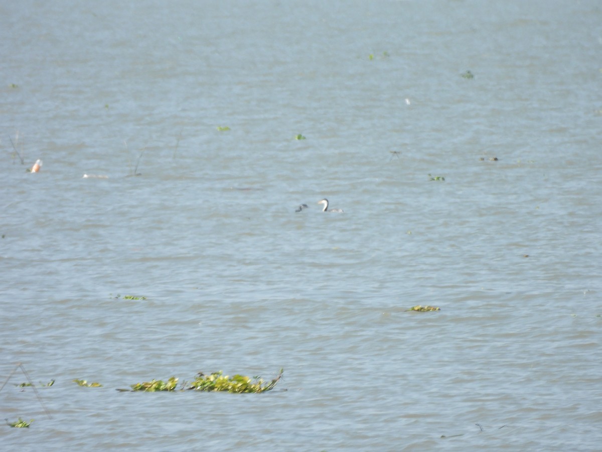 Clark's Grebe - ML647035845