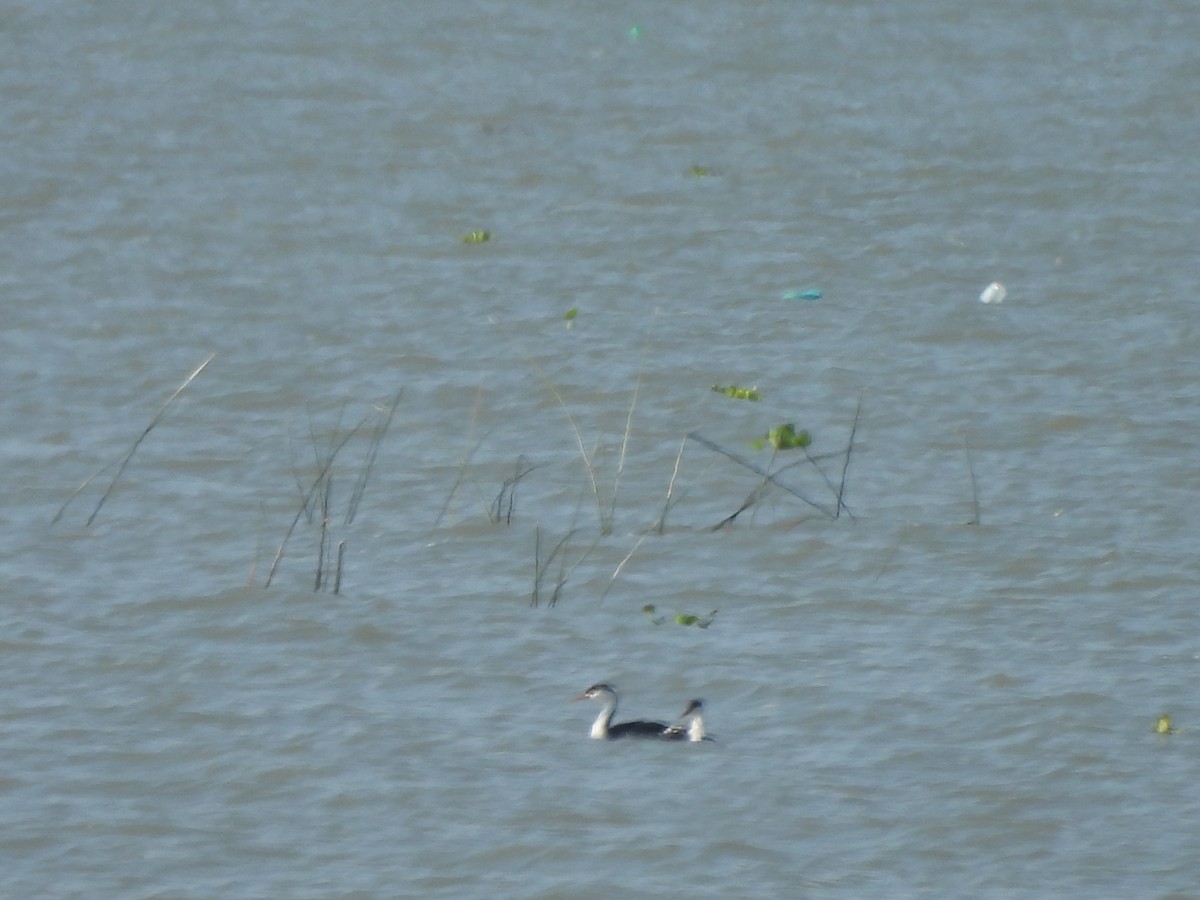 Clark's Grebe - ML647035846