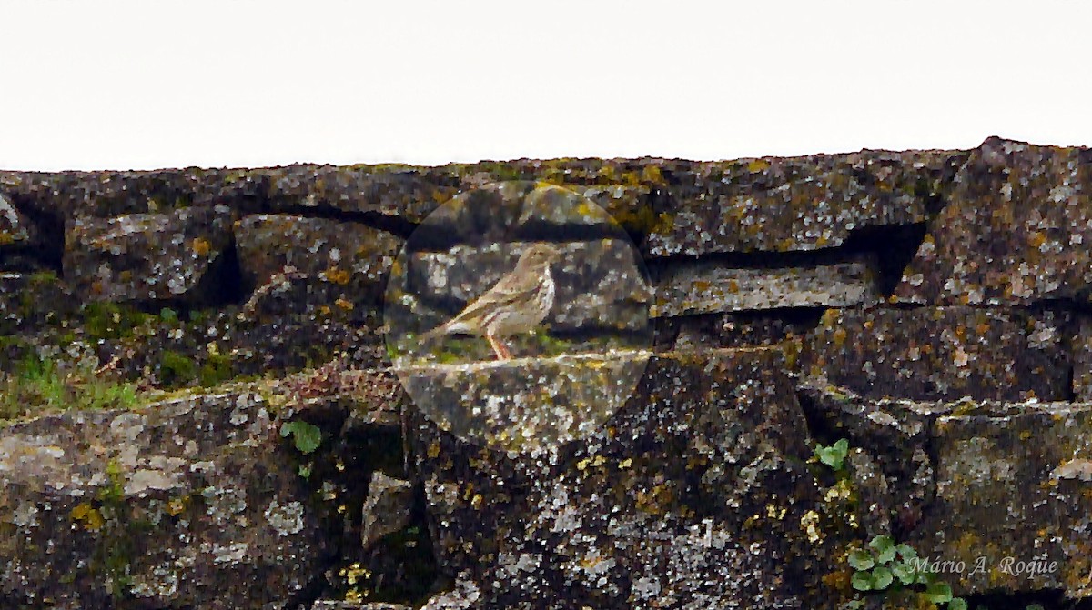 マキバタヒバリ - ML647035847