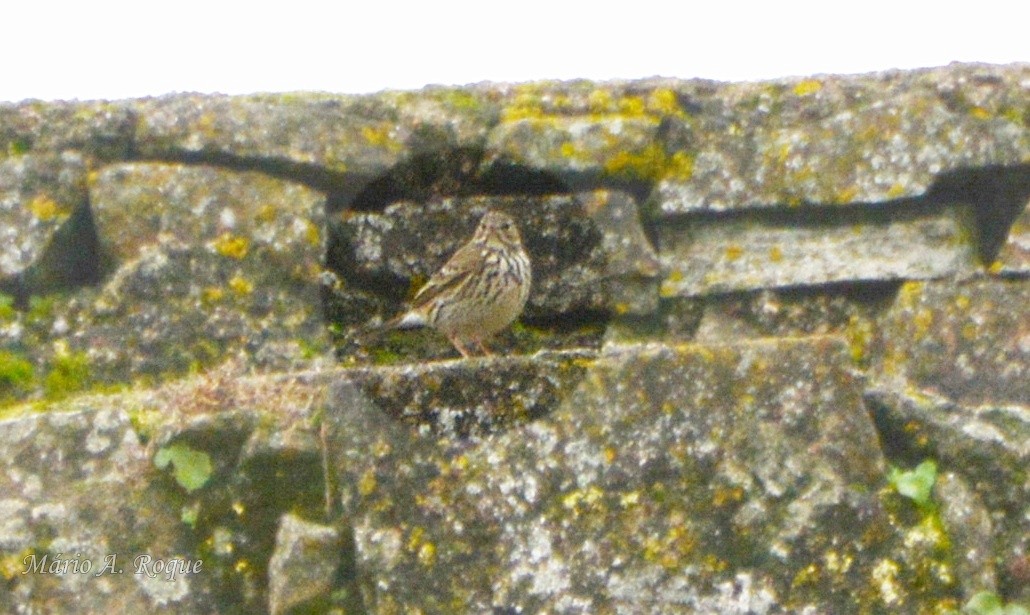 マキバタヒバリ - ML647035848