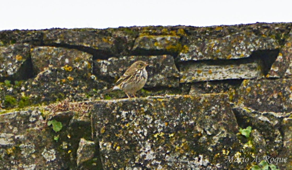 マキバタヒバリ - ML647035849