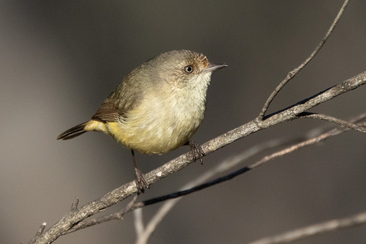 Buff-rumped Thornbill - ML647035855