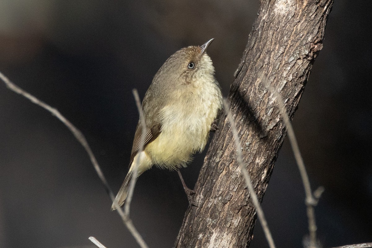 Buff-rumped Thornbill - ML647035856