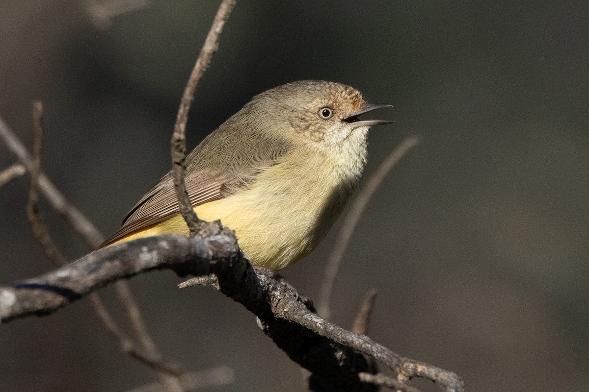 Buff-rumped Thornbill - ML647035857