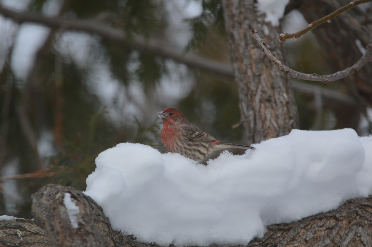 House Finch - ML647035860