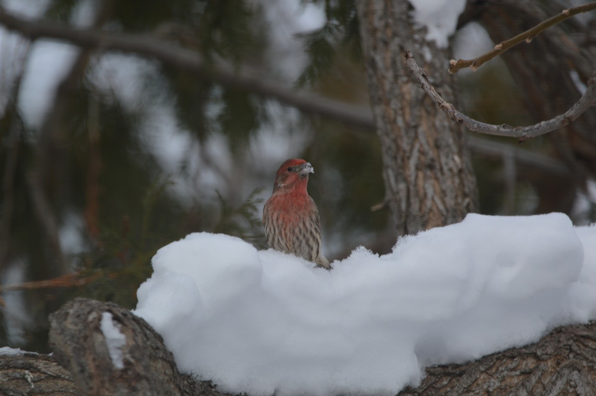 House Finch - ML647035870