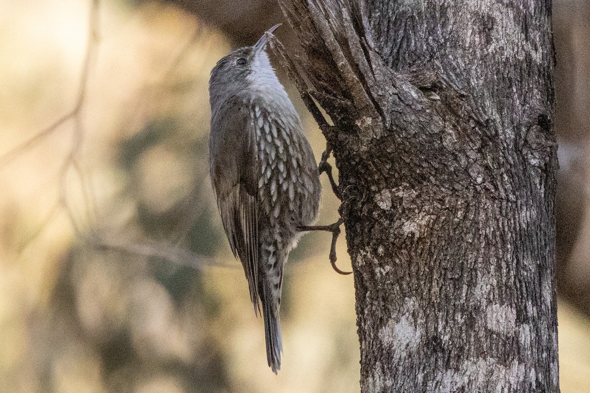 White-throated Treecreeper - ML647035873