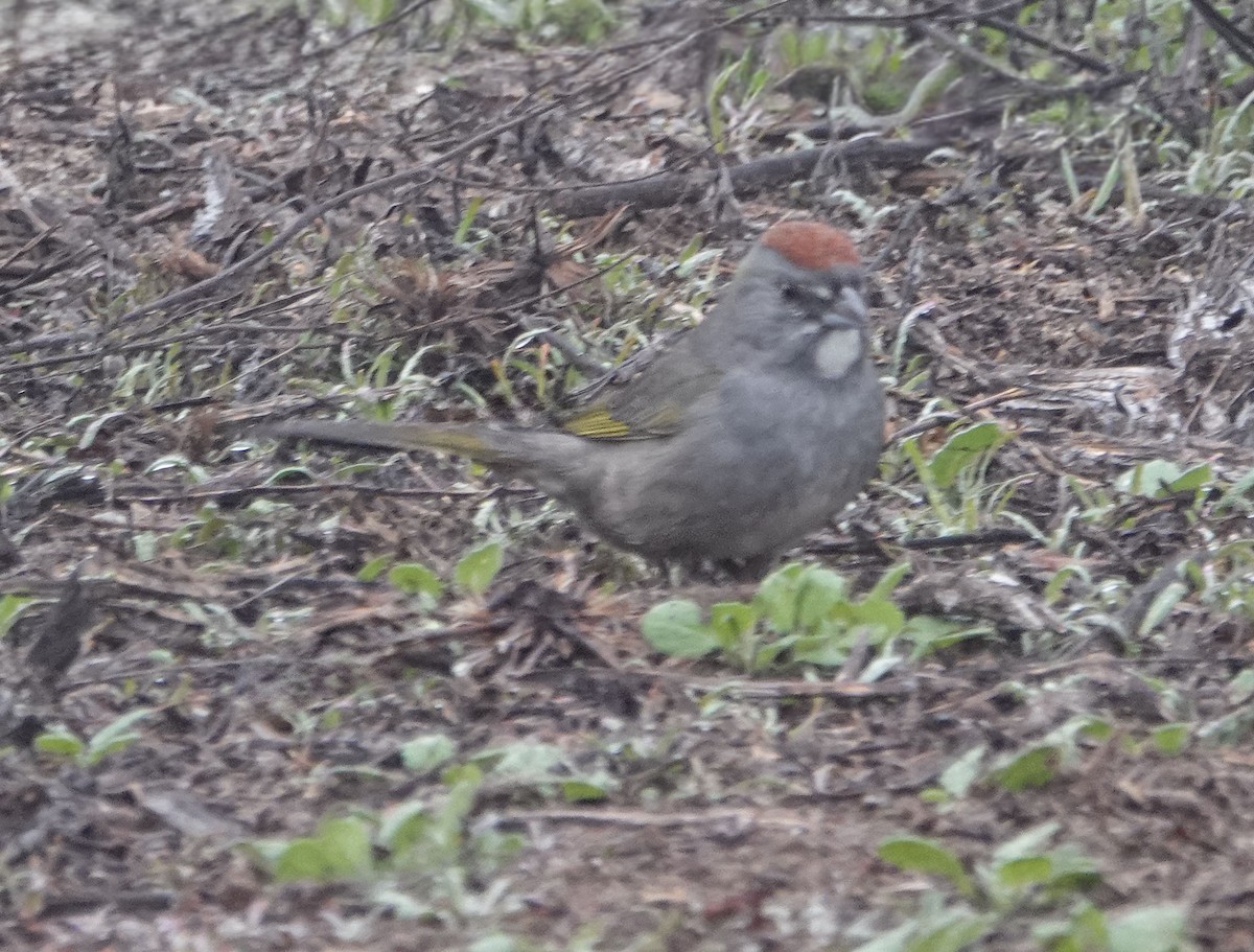 Green-tailed Towhee - ML647035878