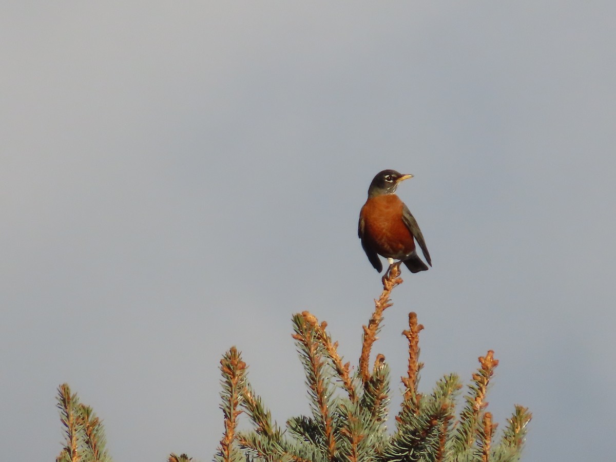 American Robin - ML647035880