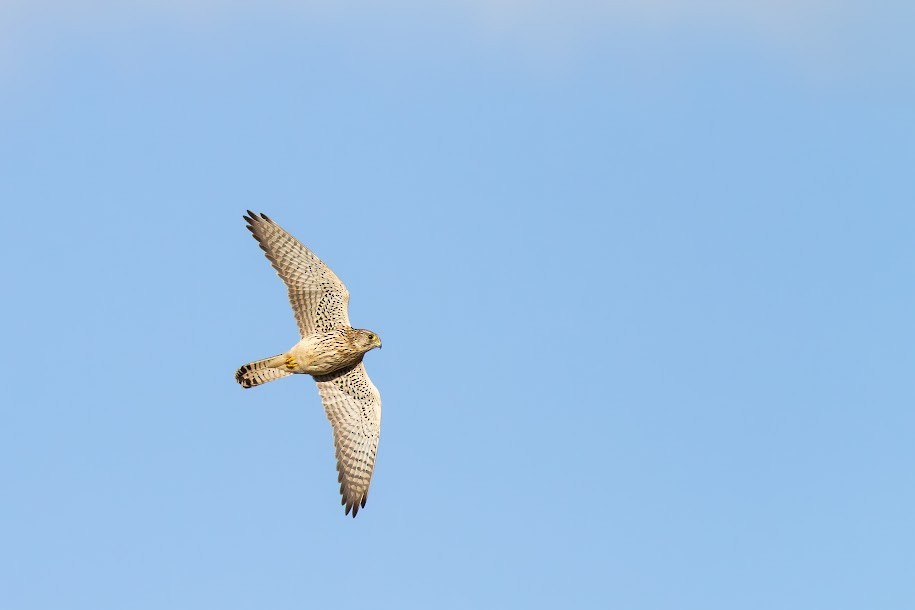Eurasian Kestrel - ML647035893