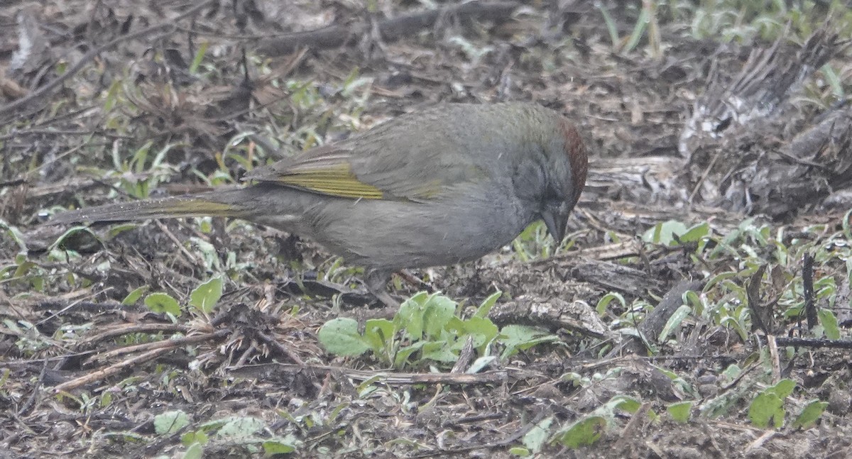 Green-tailed Towhee - ML647035896