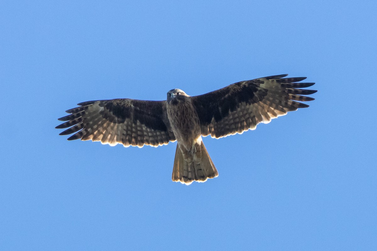 Little Eagle - ML647035900