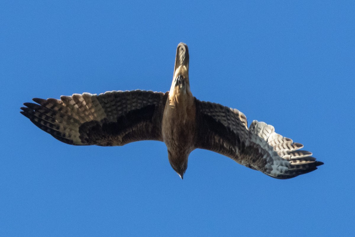 Little Eagle - ML647035901