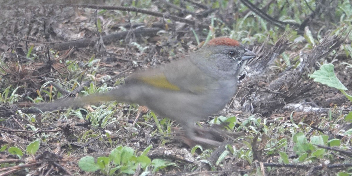 Green-tailed Towhee - ML647035905