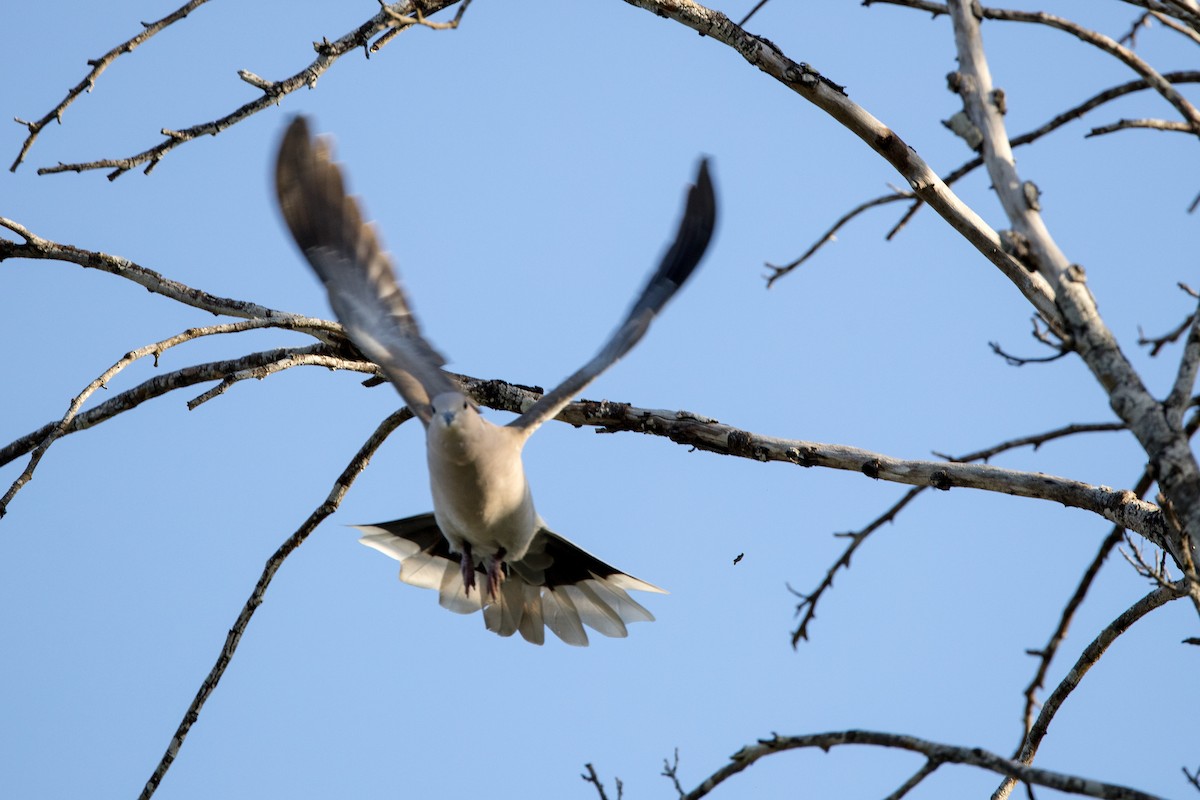 hrdlička zahradní - ML647035907