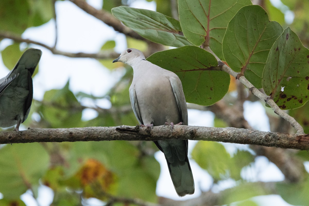 hrdlička zahradní - ML647035908