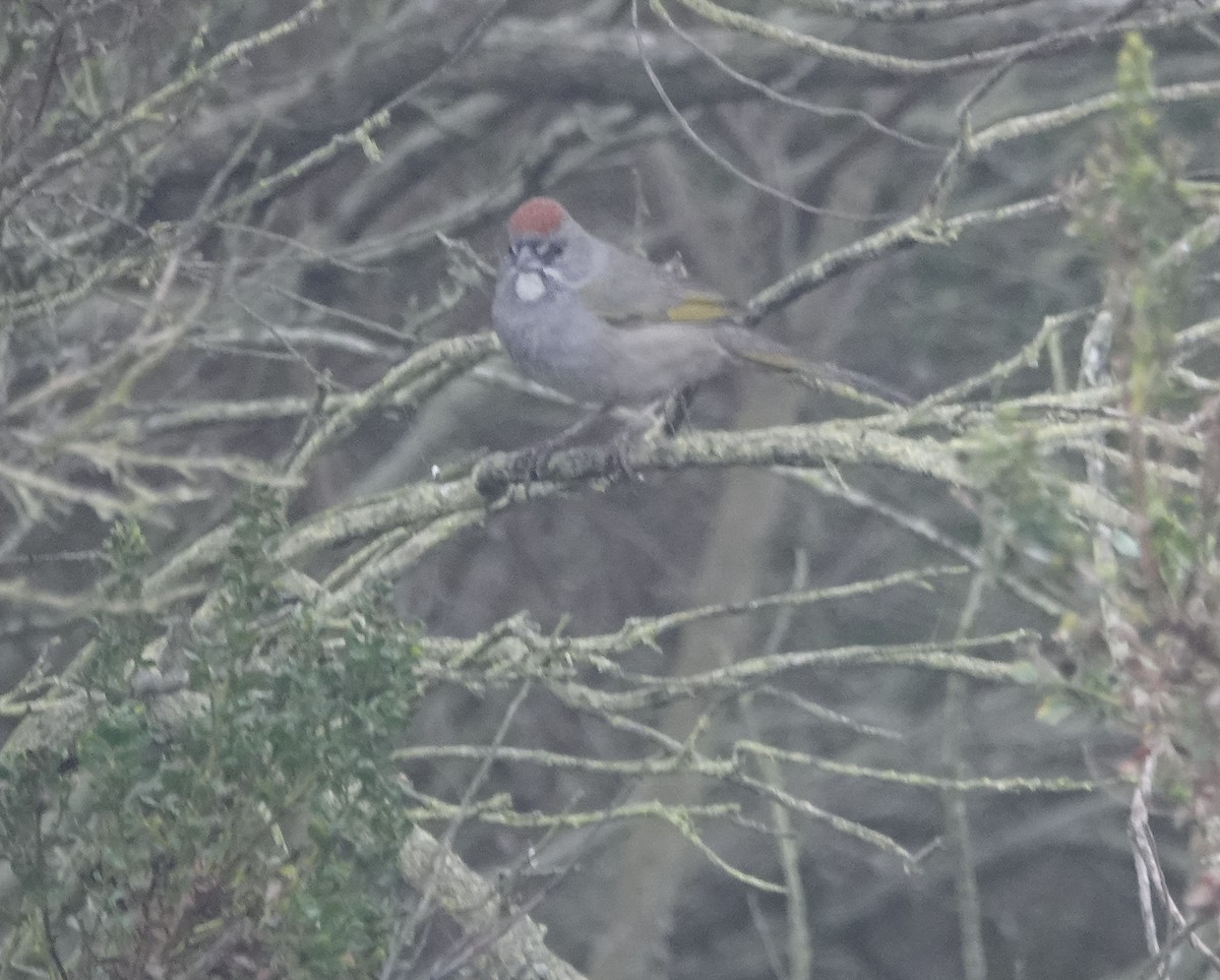 Green-tailed Towhee - ML647035911