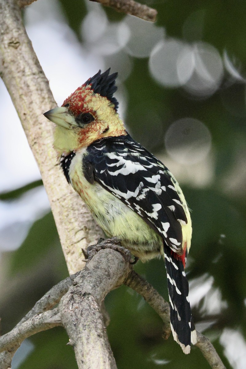 Barbican promépic - ML647035912