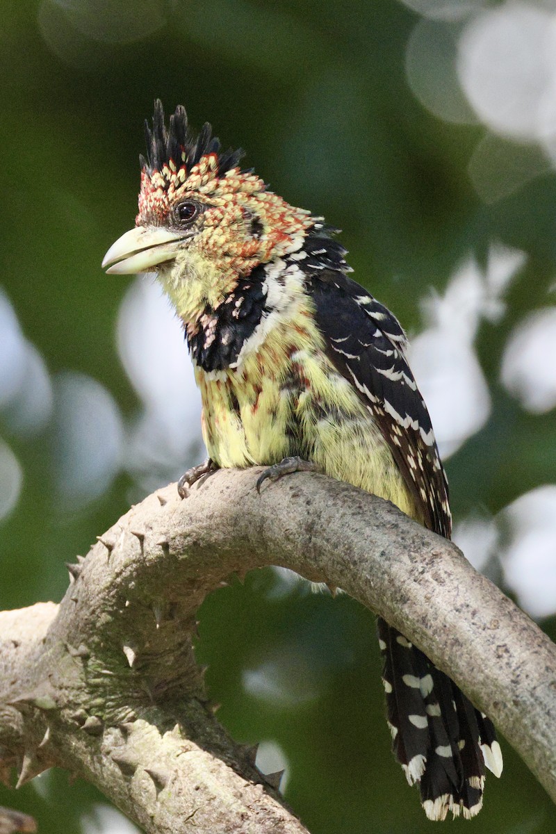 Barbican promépic - ML647035913