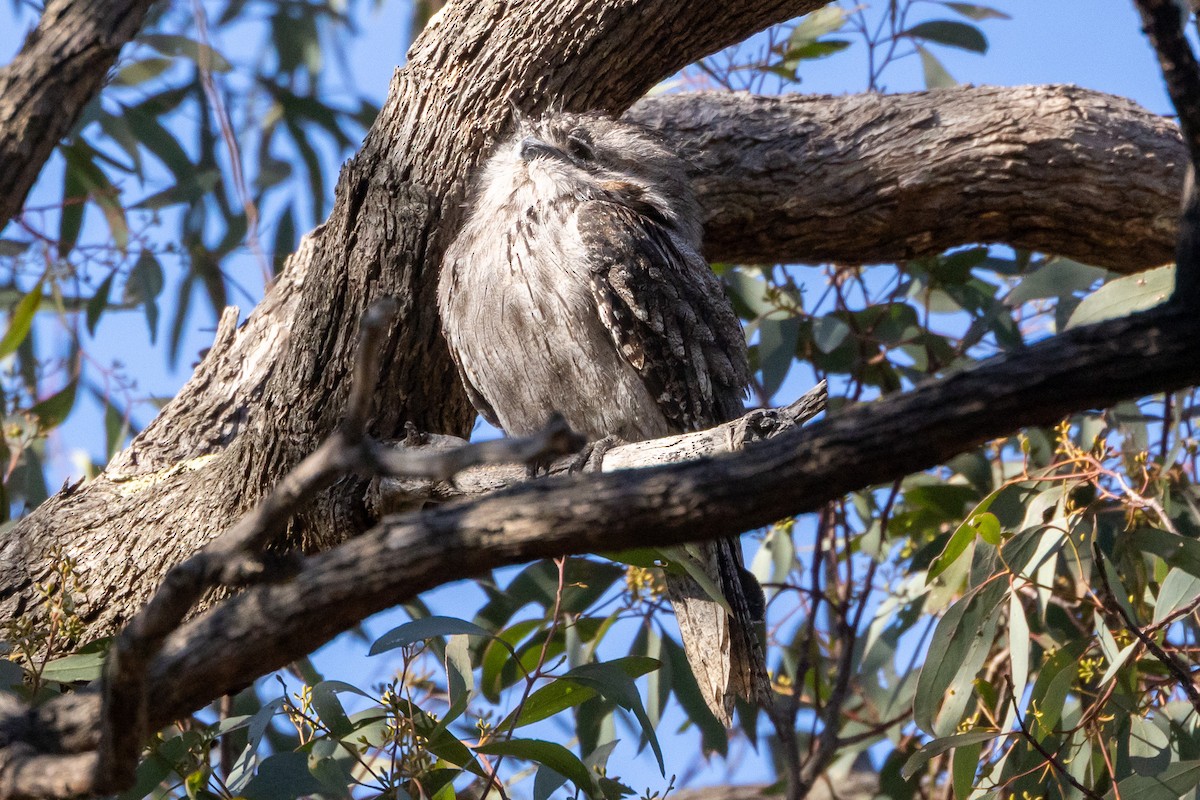 Podargo Australiano - ML647035916