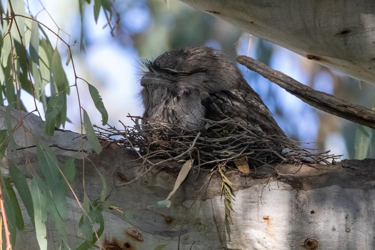 Podargo Australiano - ML647035917