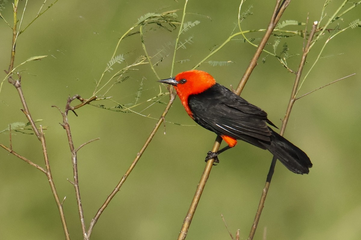 Federal - ML647035919