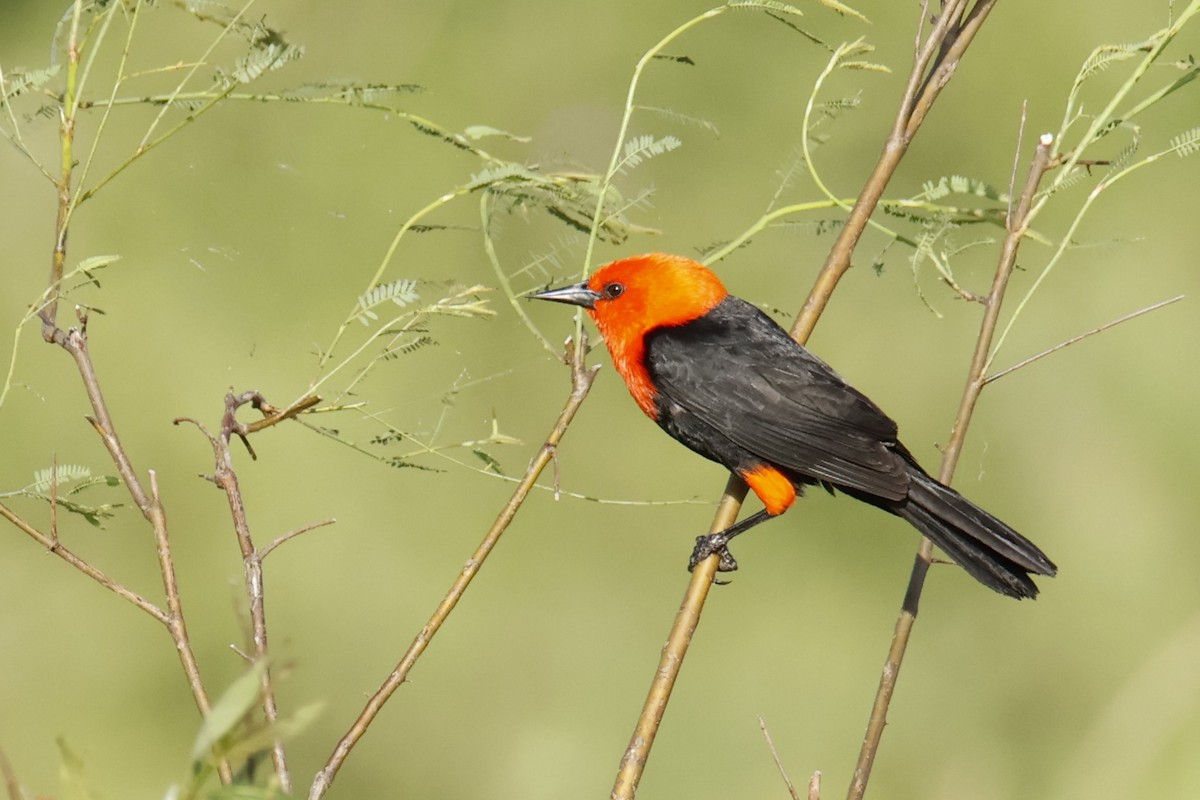 Federal - ML647035920