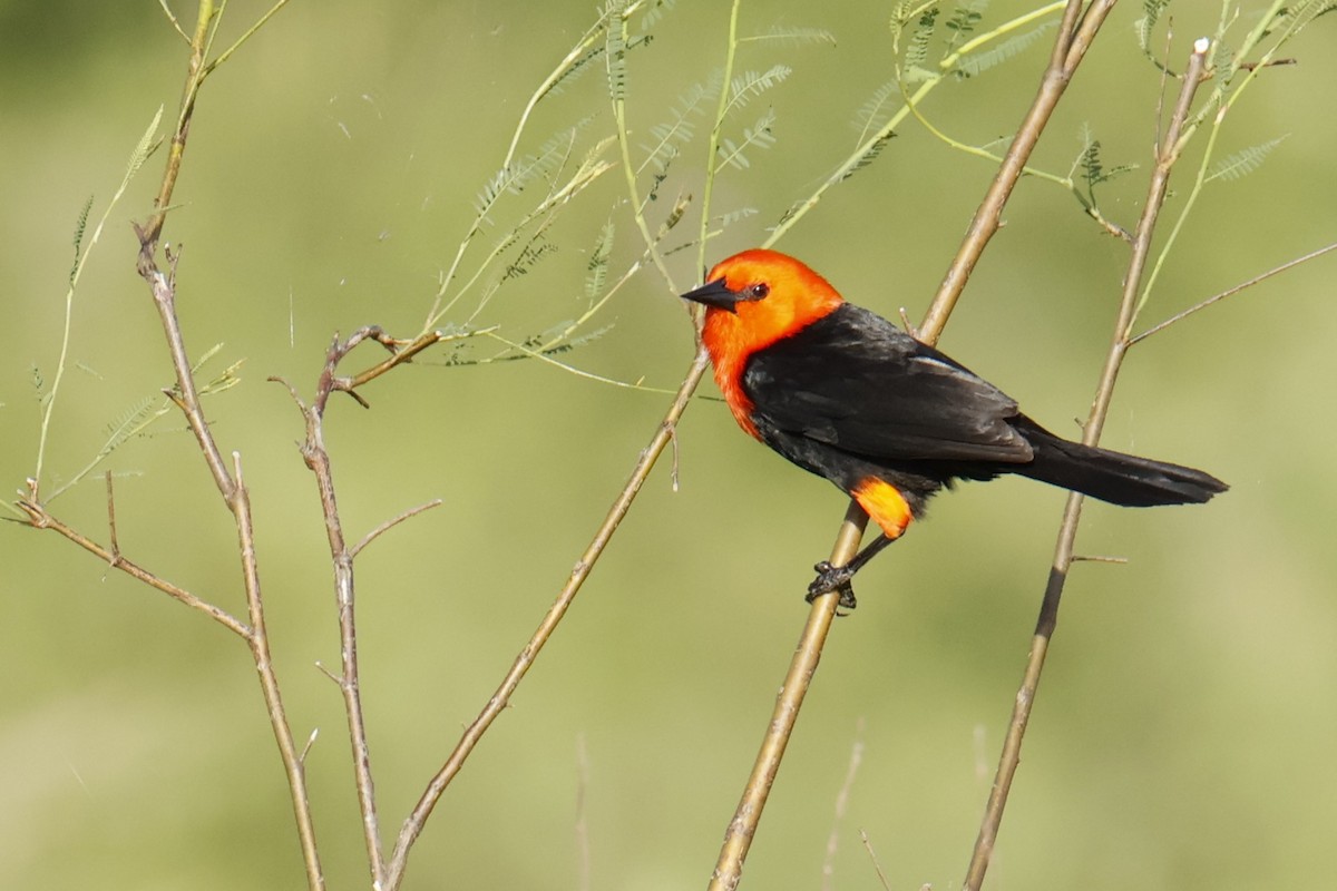 Federal - ML647035921