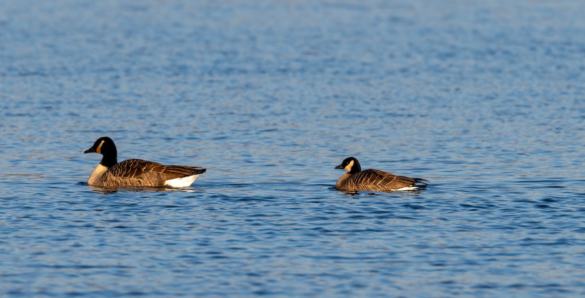 Barnacla Canadiense Chica - ML647035922