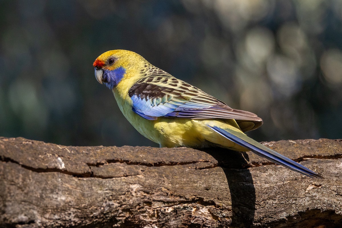 Perico Elegante (flaveolus) - ML647035924