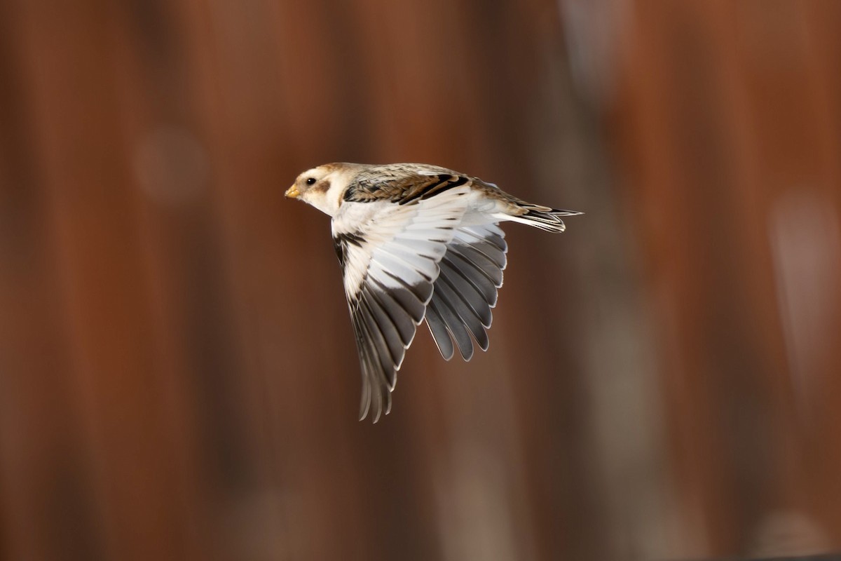 Escribano Nival - ML647035925