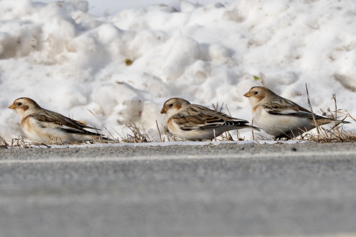 Escribano Nival - ML647035926