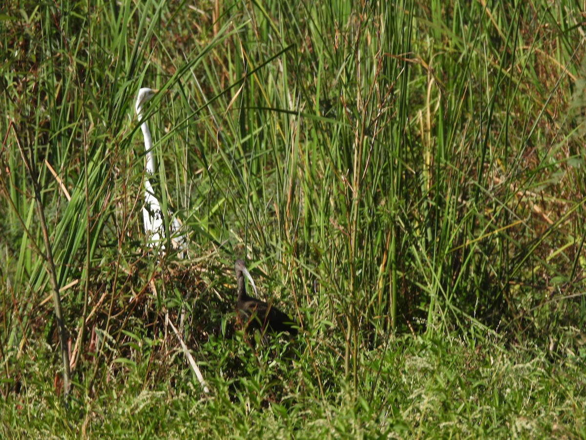 Morito Cariblanco - ML647035927