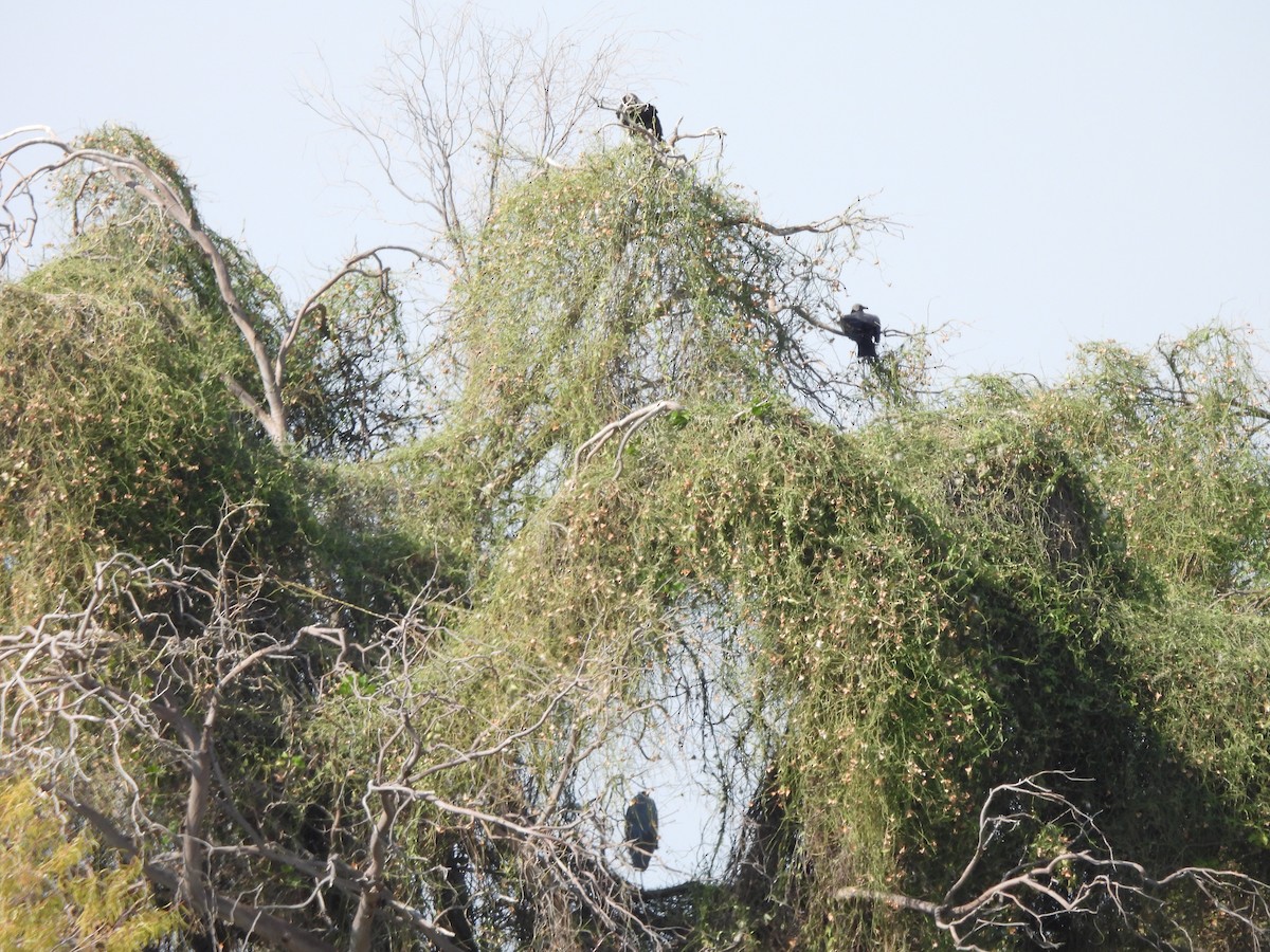 Garza Azulada - ML647035929