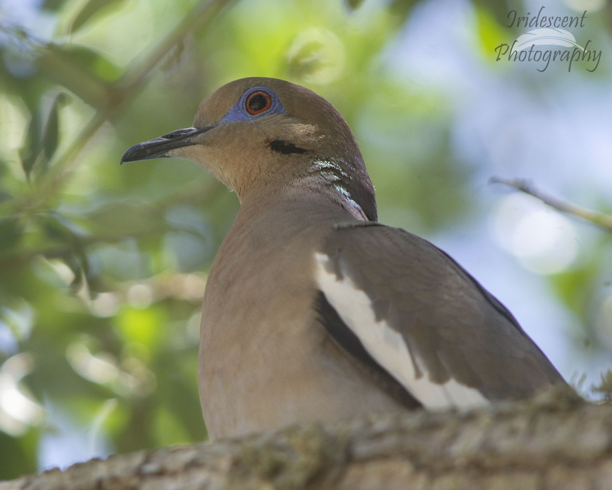 Zenaida Aliblanca - ML647035930