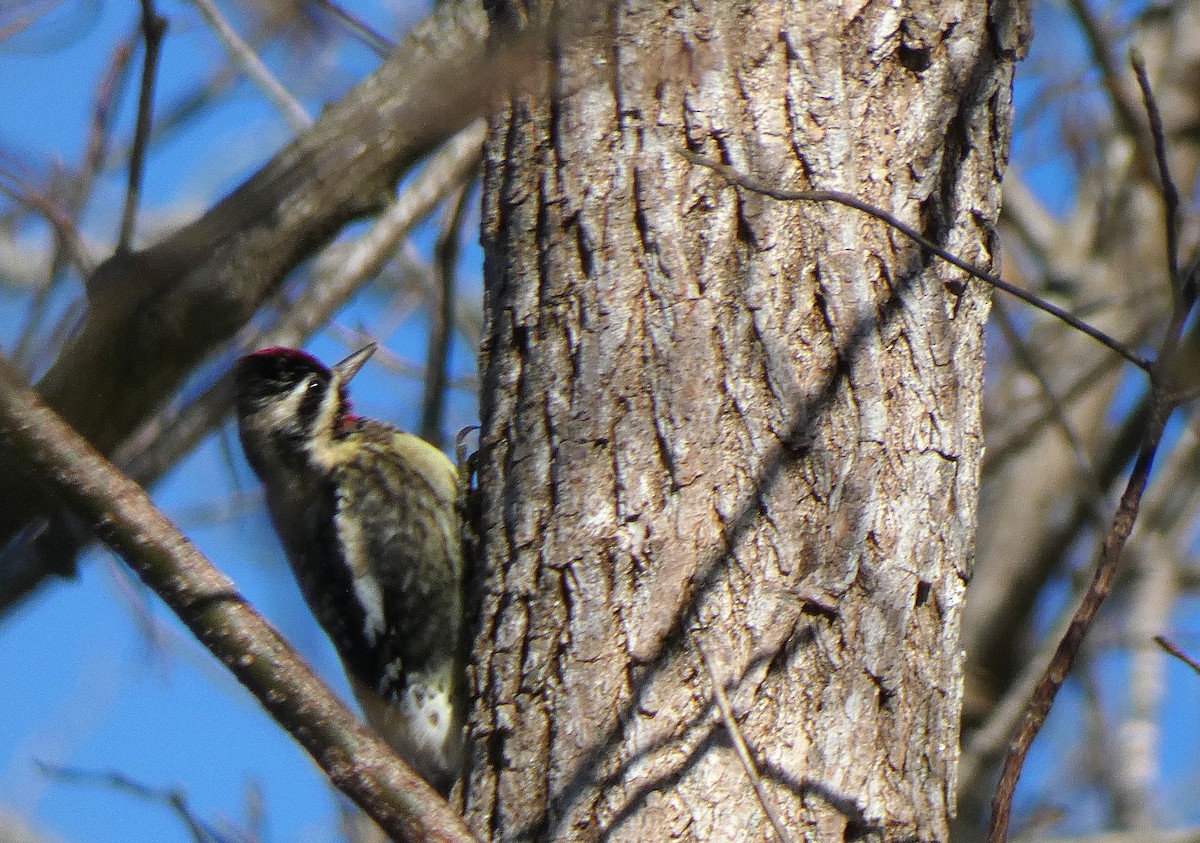 Chupasavia Norteño - ML647035931