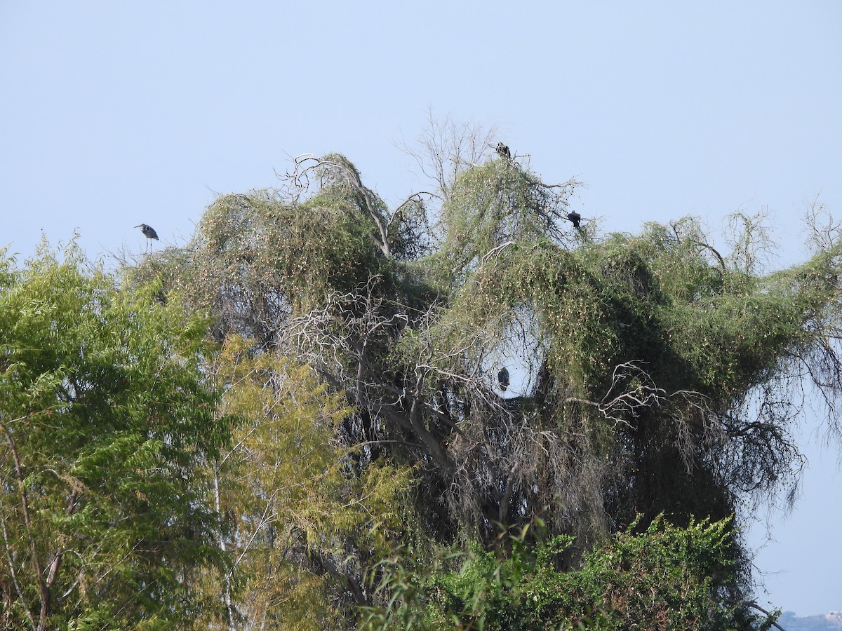 Aura Gallipavo - ML647035935