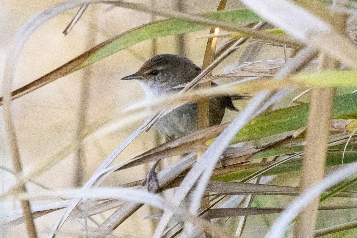 Yerbera Chica - ML647035936