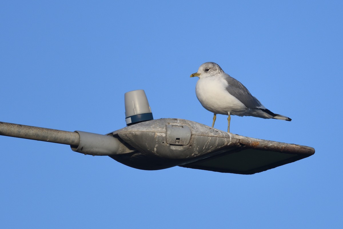 Gaviota Cana - ML647035939