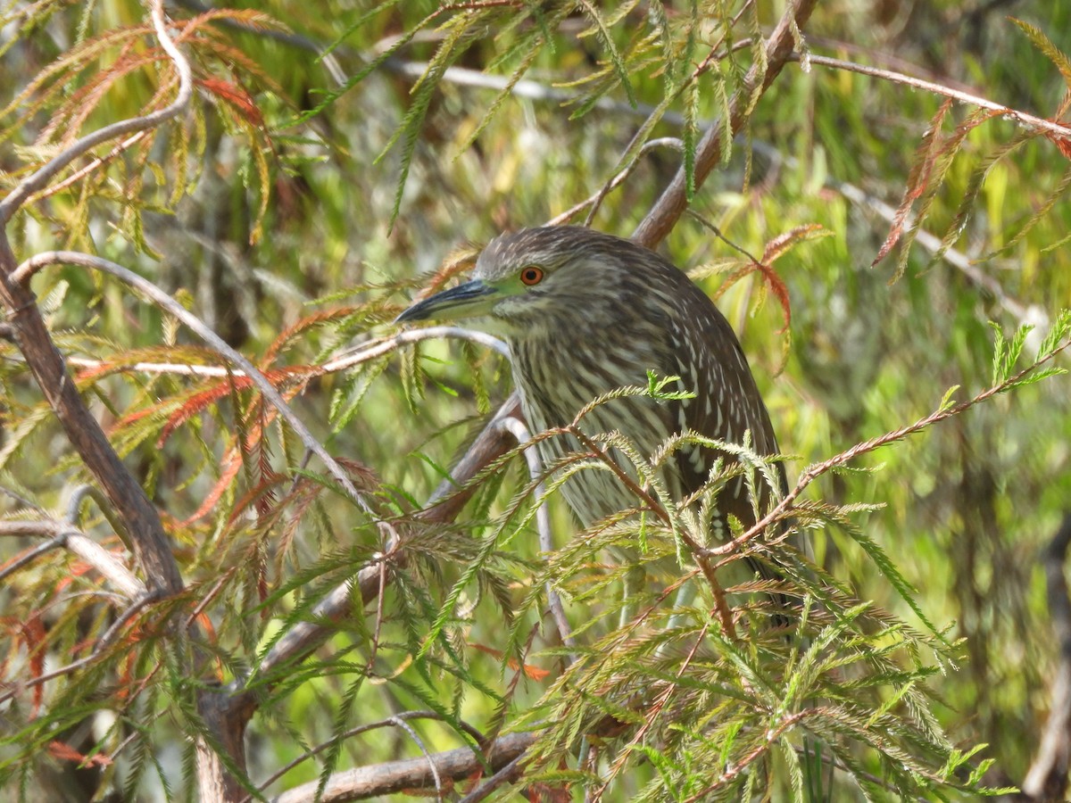 Martinete Común - ML647035940