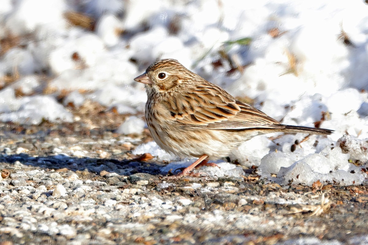 Chingolo Coliblanco - ML647035942