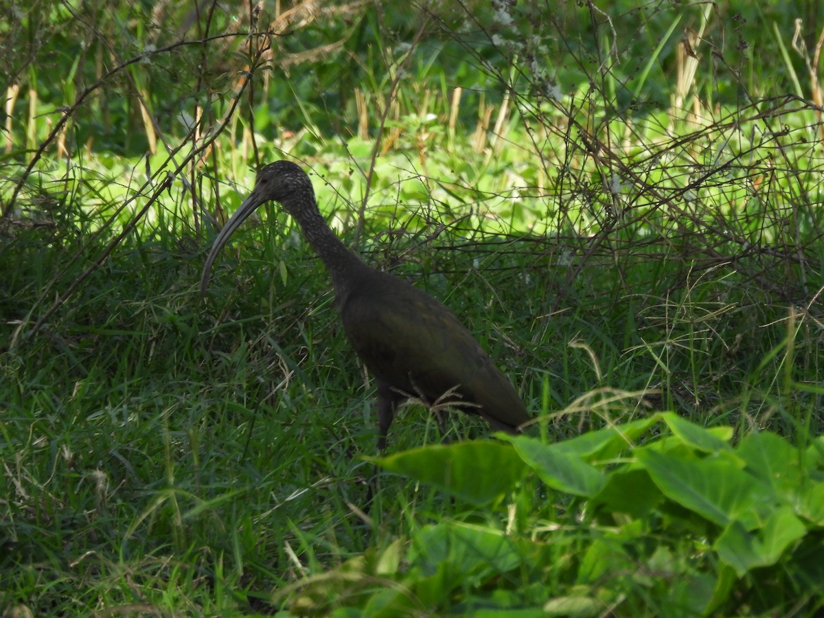 Morito Cariblanco - ML647035944