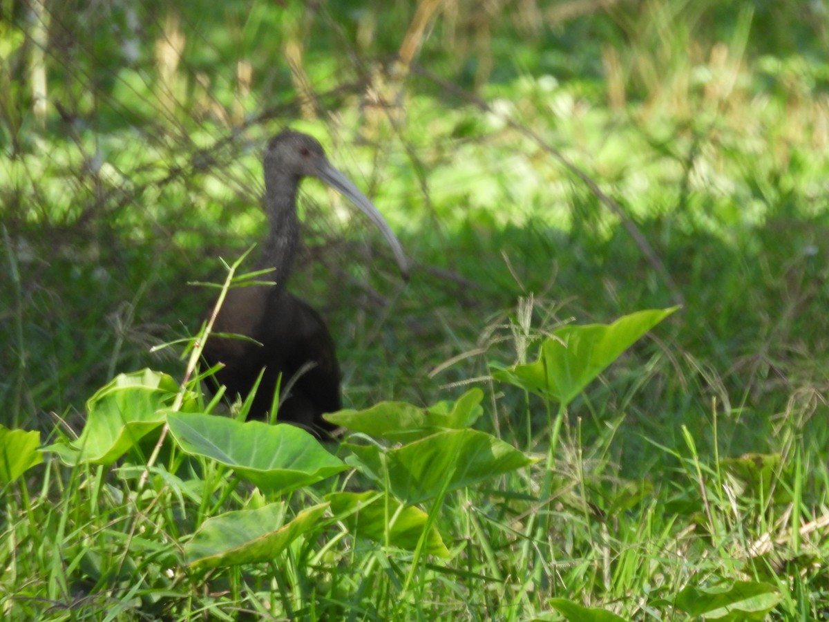 Morito Cariblanco - ML647035945