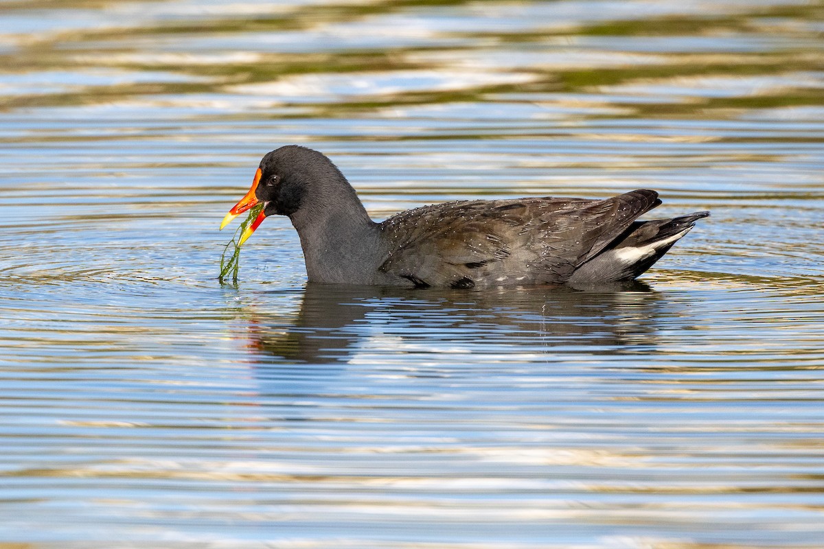 Gallineta Enlutada - ML647035946